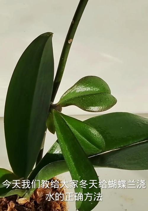 冬天浇水技巧，帮您发财（用心浇水，为财富增添滋润）