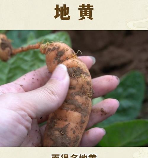 怀地黄的神奇功效与作用（探秘中药材怀地黄的多重功效，科学认识这一神奇植物）