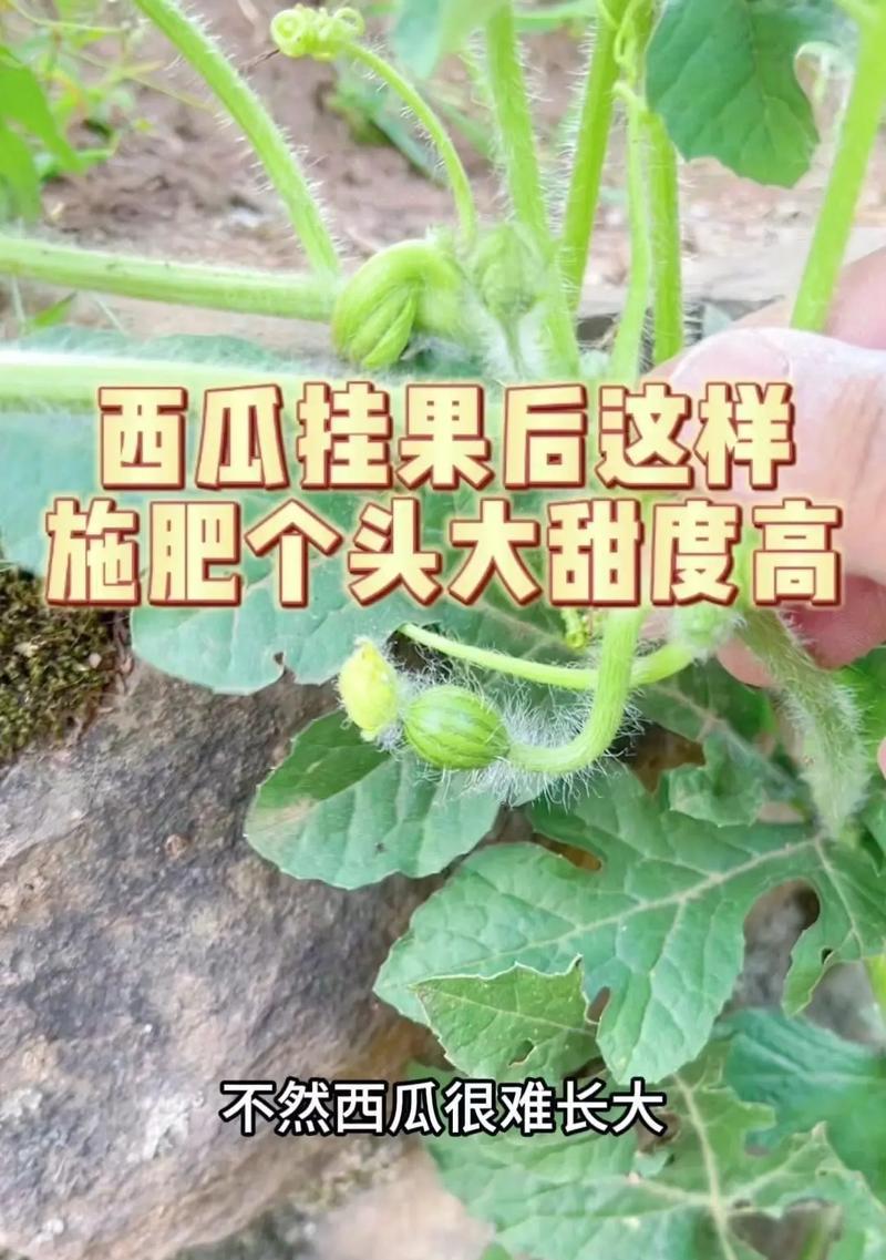 揭秘西瓜生长的奥秘（从种子到果实，探寻西瓜生命之旅）