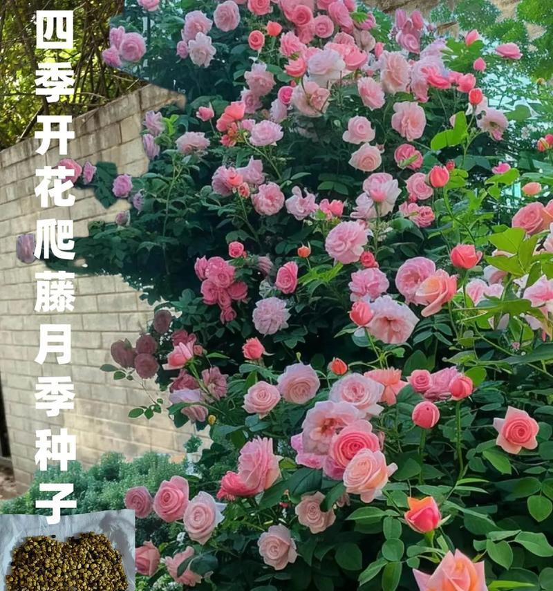 以新种的蔷薇花怎么管理（打造繁花似锦的蔷薇花园）