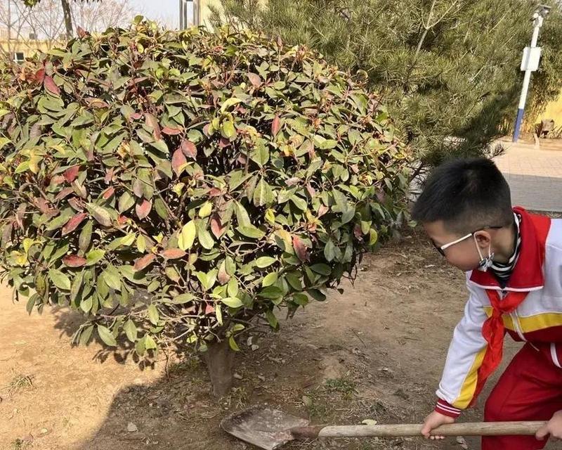 冬季浇水技巧（冬天如何浇水，让树木在寒冷季节依然茁壮成长）