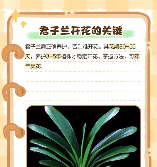 以君子兰怎么养才不长斜（养君子兰需要注意的关键因素）
