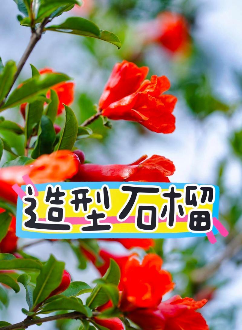 石榴树——多样象征的缔造者（透过石榴树探索多元文化背景下的象征意义）