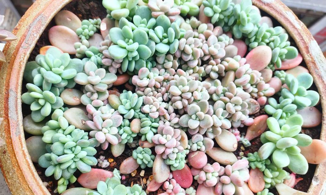 福娘多肉的浇水方法及注意事项（打造多肉植物生态平衡的关键—正确浇水法）