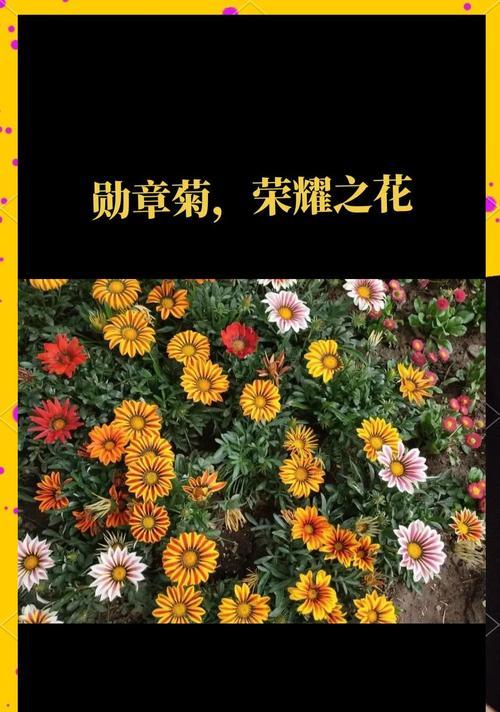 勋章菊叶子枯萎怎么办？（如何有效防治勋章菊叶子枯萎？）