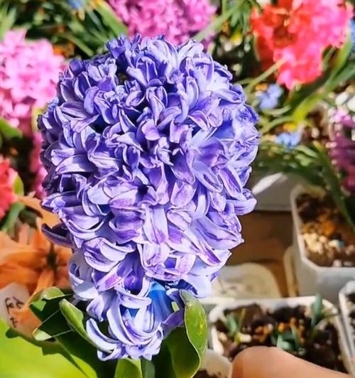浪漫芳香的风信子花期（探寻花期的奥秘与魅力）