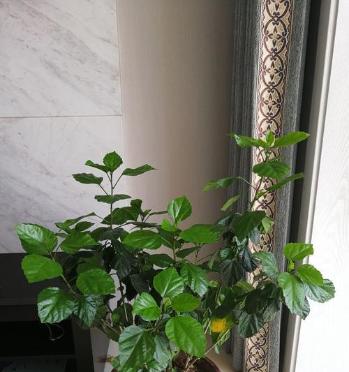 如何正确地更换扶桑花的盆？（合适的时间、方法和注意事项）