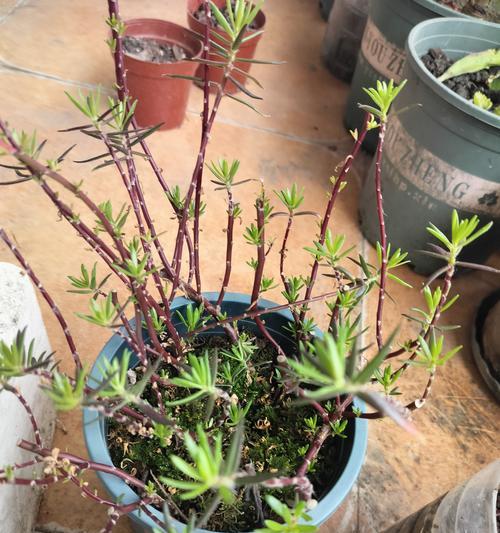 以太阳花大规模繁殖的技巧与方法（掌握种植密度和光照要求，打造丰收的以太阳花花田）