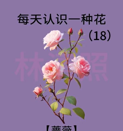 探究蔷薇在不同环境下的生长要素（探究蔷薇在不同环境下的生长要素）