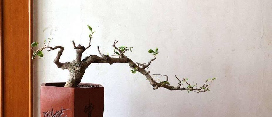 如何增加三角梅枝条的数量？（掌握科学方法，让三角梅繁衍生息）