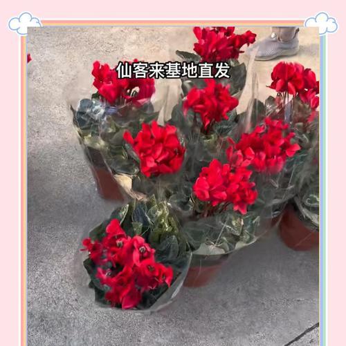 以仙客来花朵小怎么办?(打造美丽花园的秘籍)