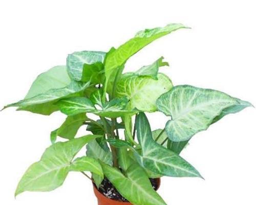 合果芋，办公室养殖的好选择（让合果芋成为你办公室的新宠物）