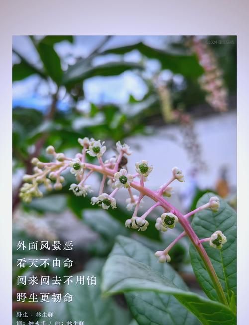 如何正确养护垂序商陆花（一步一步教你打造美丽的垂序商陆花园）