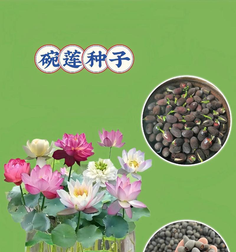 如何种植以碗莲开花？（掌握关键技巧，让你的以碗莲绽放芬芳）
