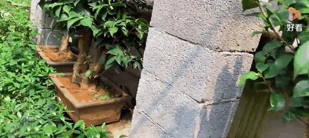茶花老桩移栽指南（步骤详解，让你的茶花焕发新生机）