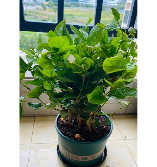 黄木香盆栽的合适尺寸（选择合适的盆栽尺寸，让黄木香健康成长）