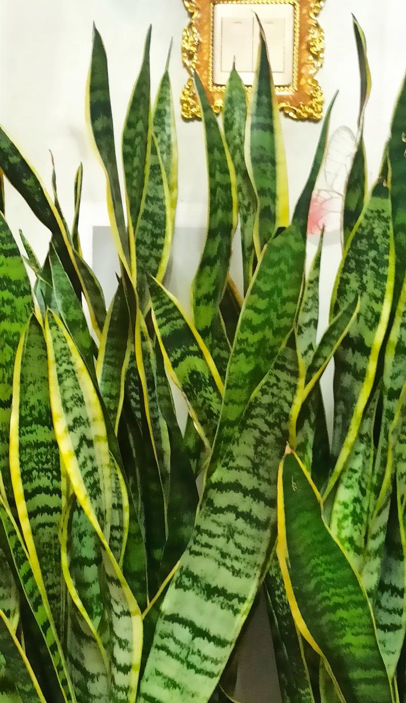 金边虎皮兰的成长之道（掌握关键技巧，助你成功种植金边虎皮兰）