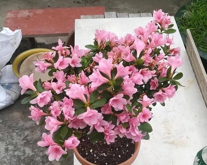 冬天水梅的养护指南（水梅冬季怎样养护？）