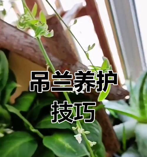 夏季吊兰烂根的救治与护理（如何有效地恢复夏季吊兰烂根，保证植物健康成长）