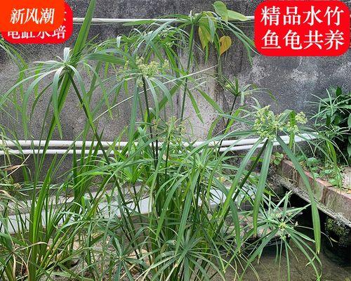 水棕竹水养攻略（了解水棕竹适合的水质和养护方法）