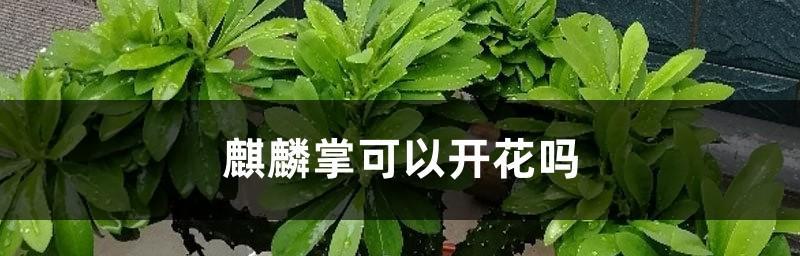 麒麟掌花的养殖方法及技巧（打造独特花坛的绝佳选择）