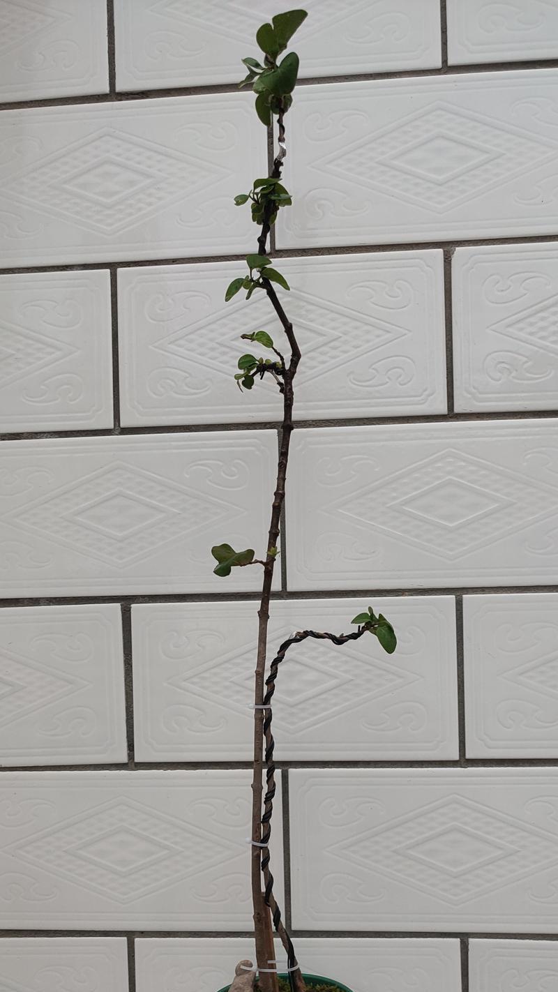 如何正确养护盆栽丁香花（让你的丁香花健康开花的关键技巧）