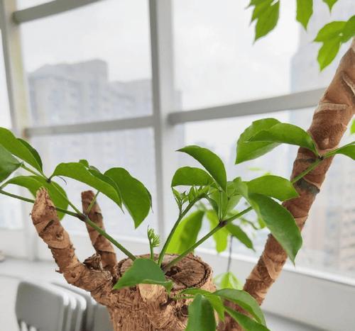 幸福树的养殖技巧与经验分享