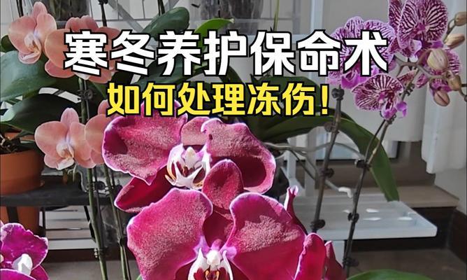 冻伤后的花朵，如何恢复生机？（急救与保护，让花儿重新绽放光彩）