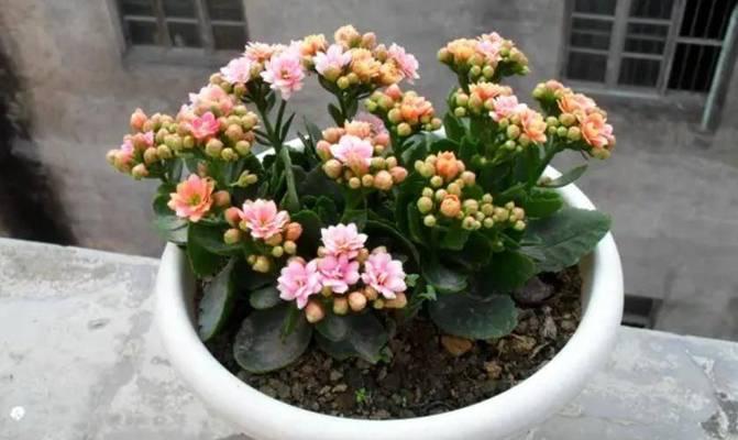长寿花夏季浇水技巧(夏季长寿花的养护水平直接影响生长)