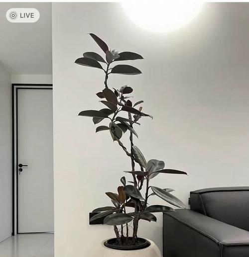 水培橡皮树叶子下垂的原因与解决方法（解决水培橡皮树叶子下垂问题的实用技巧）