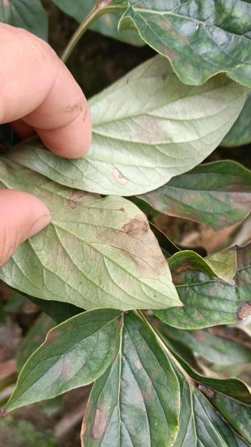 如何处理牡丹烂根问题（牡丹烂根的原因、预防和治疗方法）