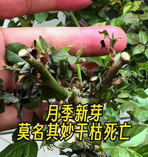干枯的月季（凋零中的希望与重生）