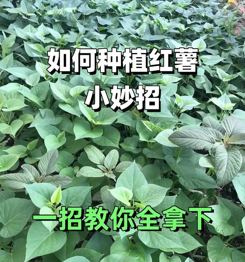 红薯种植时间和方法详解（如何选择种植时间和合适的种植方式，以提高收成？）