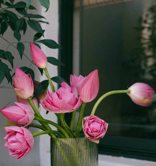 寻找莲花的芬芳——探索莲花不开的奥秘（追寻莲花闭合的原因及其生态价值）