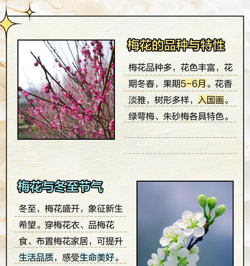 冬梅花（冬梅花养殖技巧，让你的花园在冬天绽放生机）