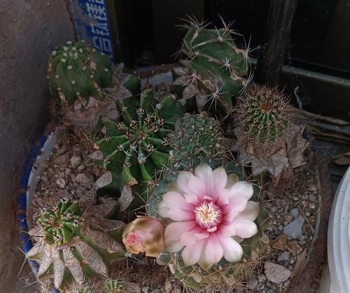 绯花玉的种植技巧（轻松掌握绯花玉的种植要点，打造花园的亮点）