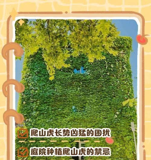 药物去除爬山虎的有效方法（用药物去除爬山虎的步骤和注意事项）