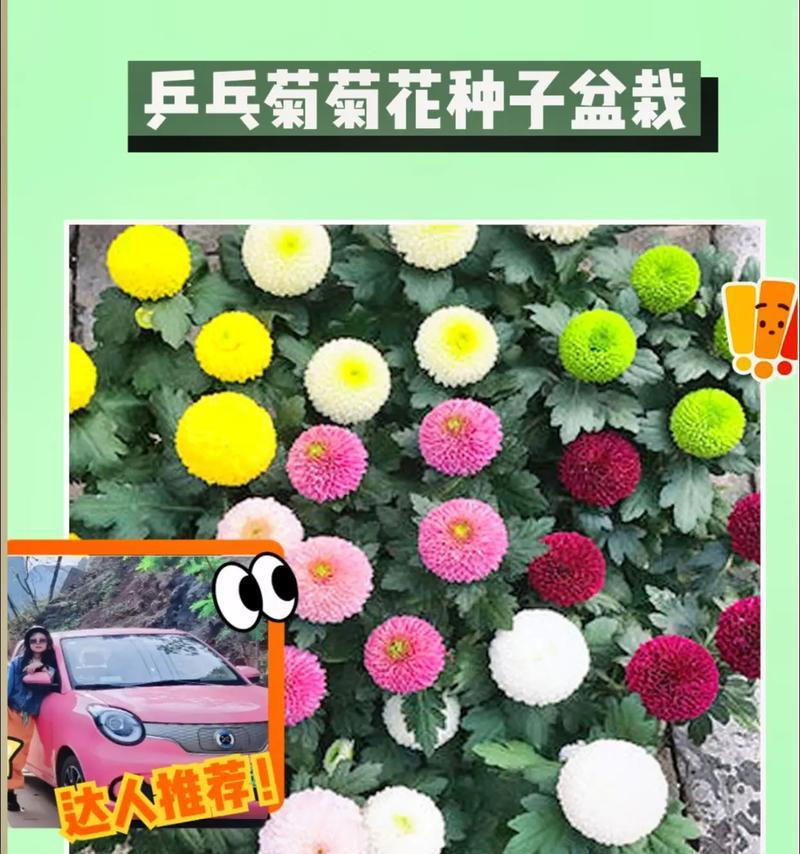 如何种植菊花种子（菊花种子的选购、播种、养护、繁殖等全面指南）