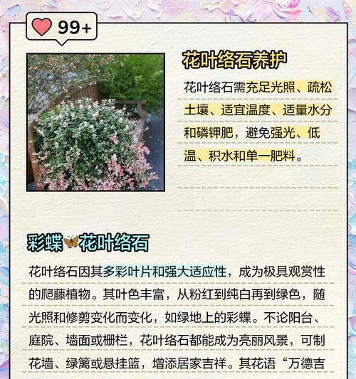 冬天如何养护花叶络石