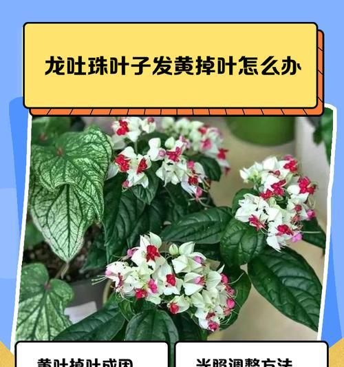 盆栽龙吐珠养护指南（打造翠绿盆景从盆栽龙吐珠开始）