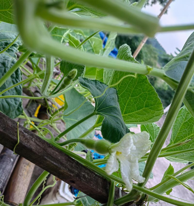 揭秘葫芦开花结果的奥秘（探寻葫芦开花结果的时间与条件）