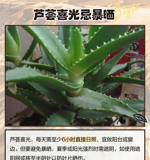 北方冬天如何快速养芦荟（北方冬天养芦荟的关键诀窍和注意事项）