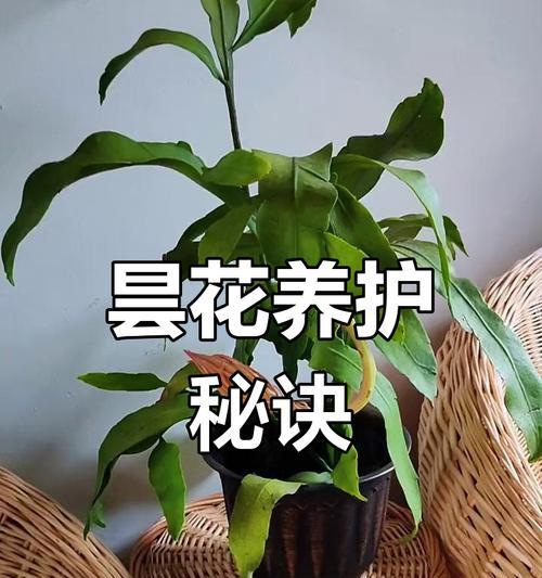 昙花养殖指南——打造美丽绽放的花海（以昙花怎么养为主题的养殖方法和注意事项解读）