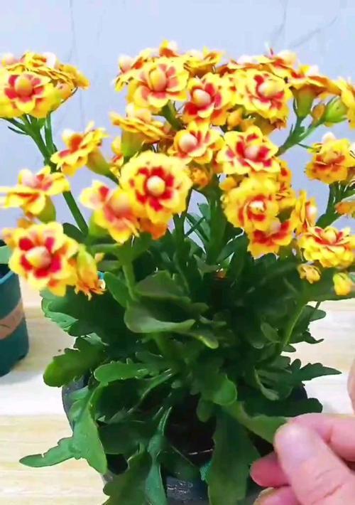 长寿花的养殖技巧与秘诀（如何让长寿花长寿又开出更多花朵）
