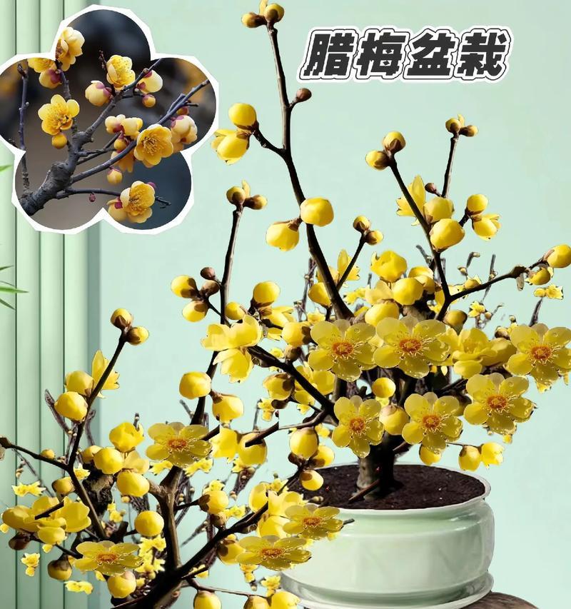 腊梅养殖方法与技巧（打造美丽绚烂的腊梅花园）