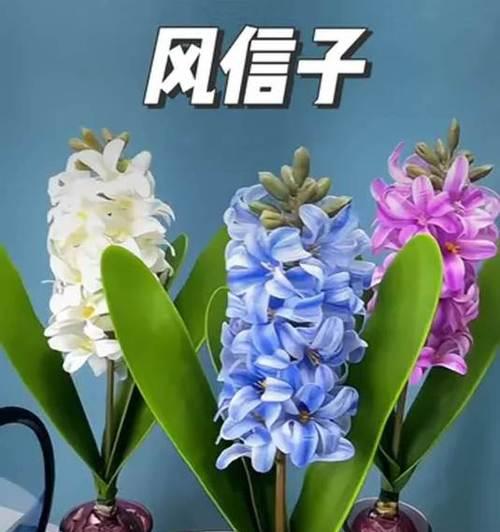 如何处理开完花的风信子（保养、修剪和重新种植是关键）