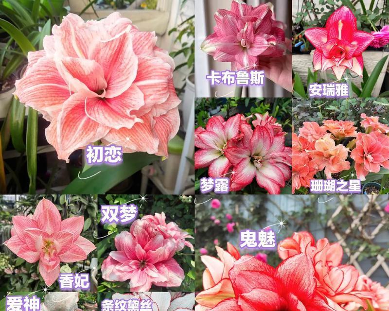 一品红花卉的养殖方法和注意事项（打造精美花园的必备技巧）