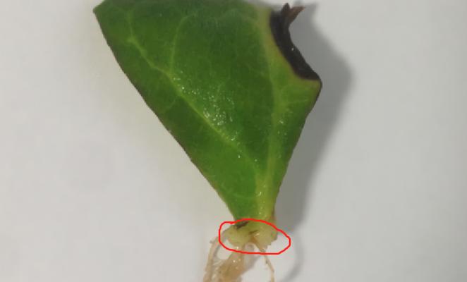 大岩桐叶片扦插繁殖方法（一种简单有效的植物繁殖技巧）