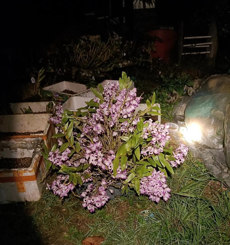 金钗石斛花开不断，养护方法大揭秘！（如何让金钗石斛开出更美的花？小窍门解锁！）