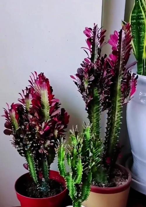 如何正确养护木龙骨花，让其长久健康绽放